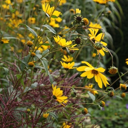 Heliopsis and Miscanthus plant combination