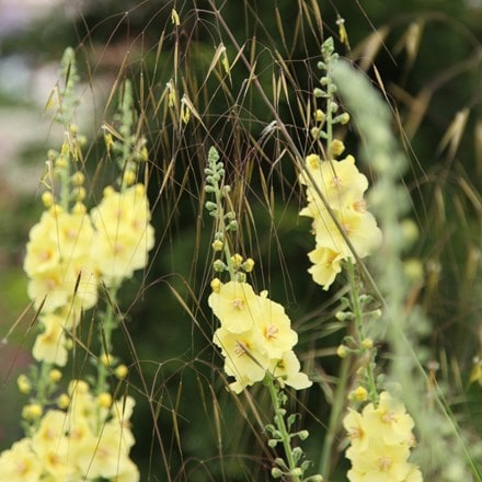 Stipa and Verbascum plant combination