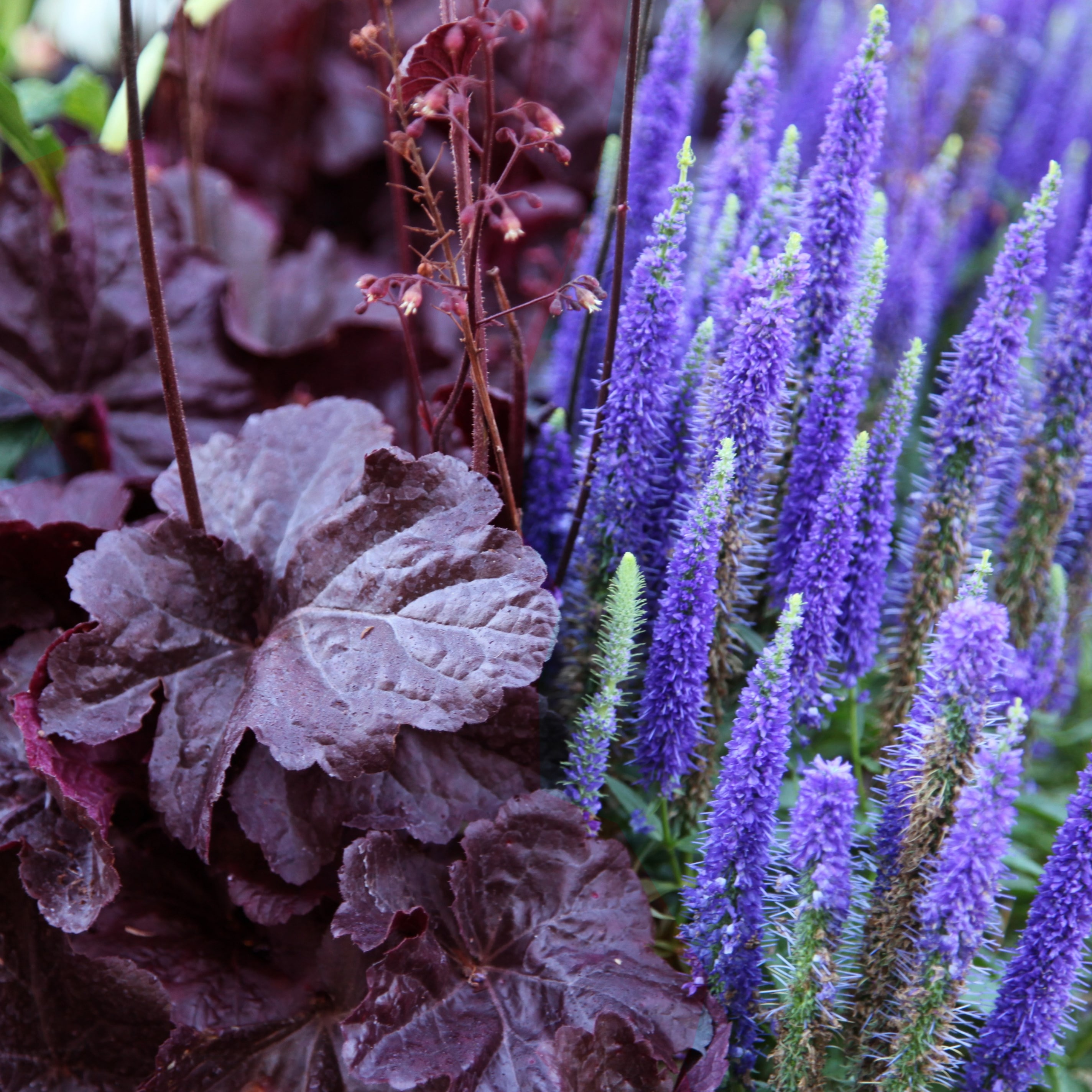 Moody plant combination