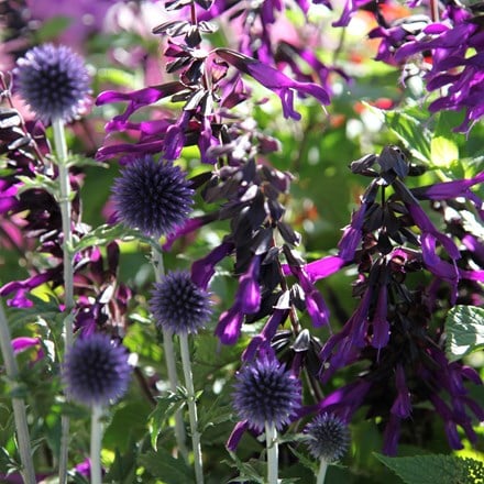 Echinops and Salvia plant combination