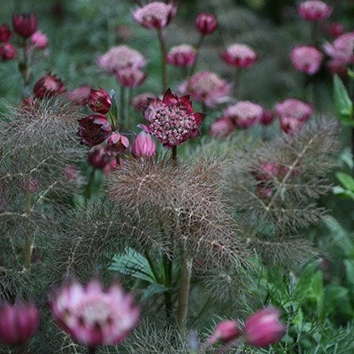 Foeniculum & Astrantia plant combination