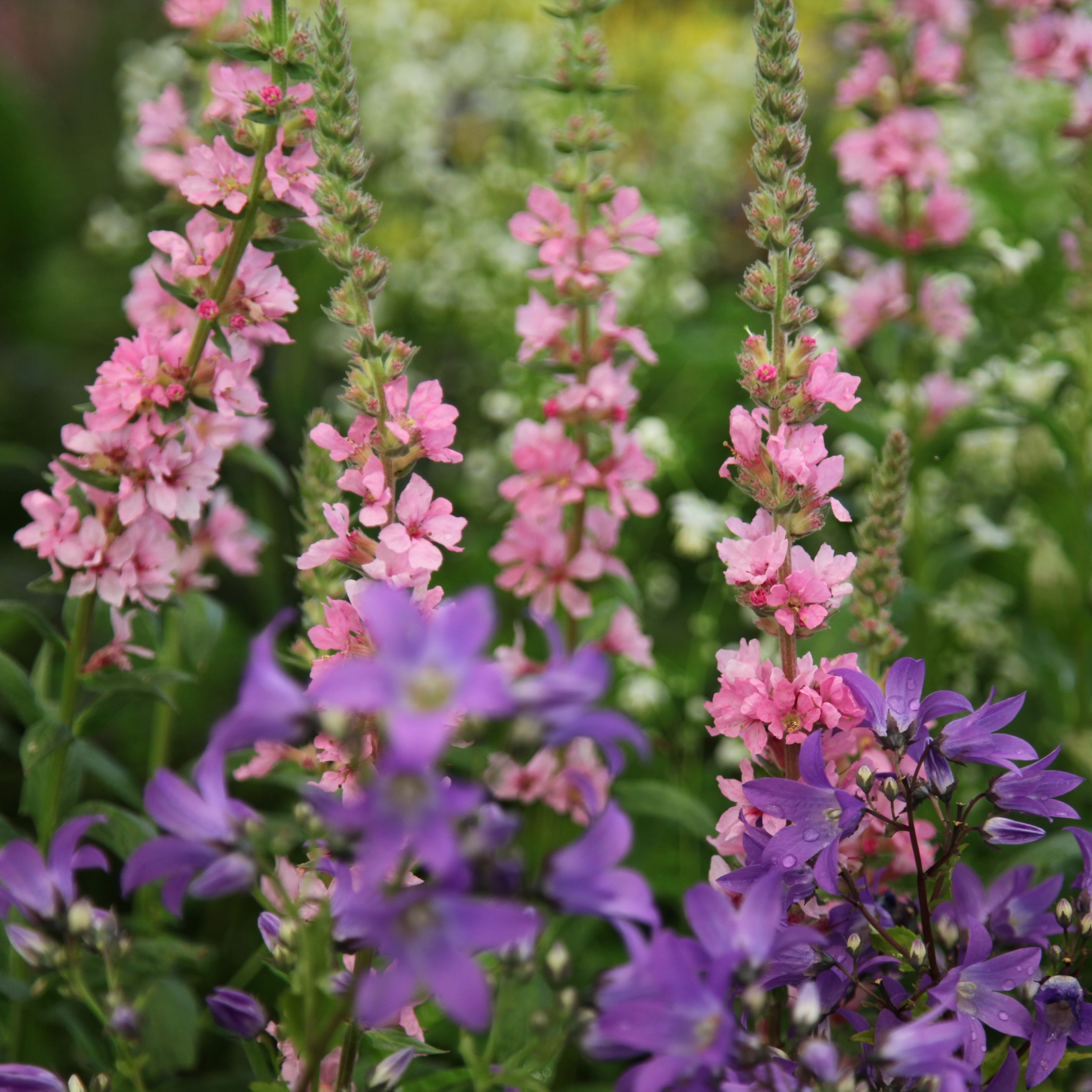 Lythrum & Campanula plant combination