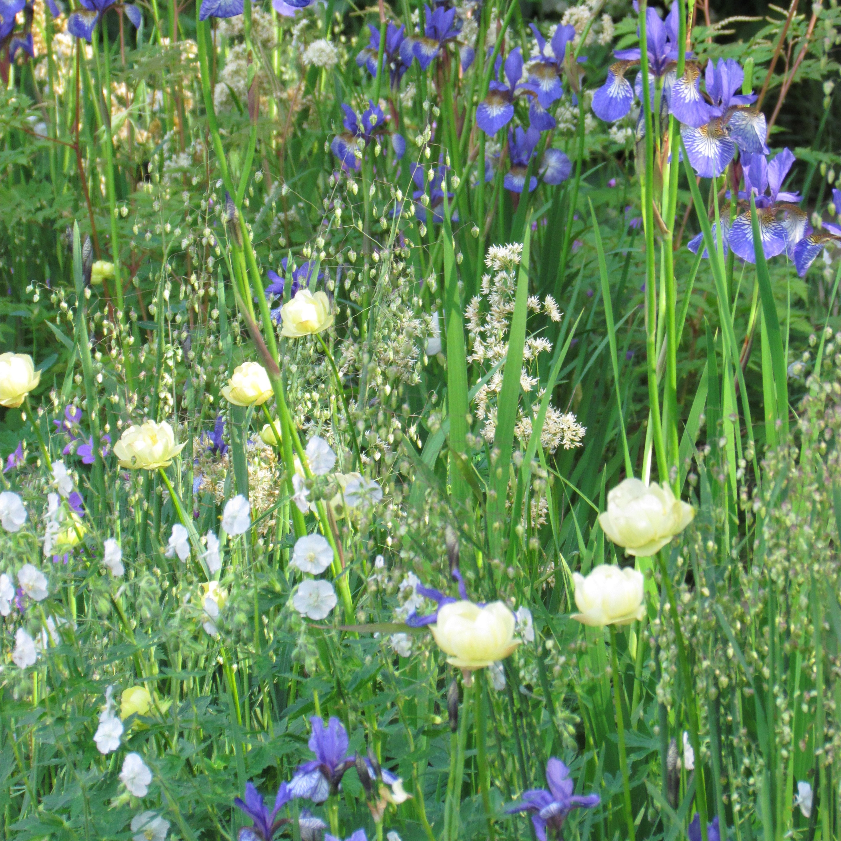 Blue & yellow plant combination