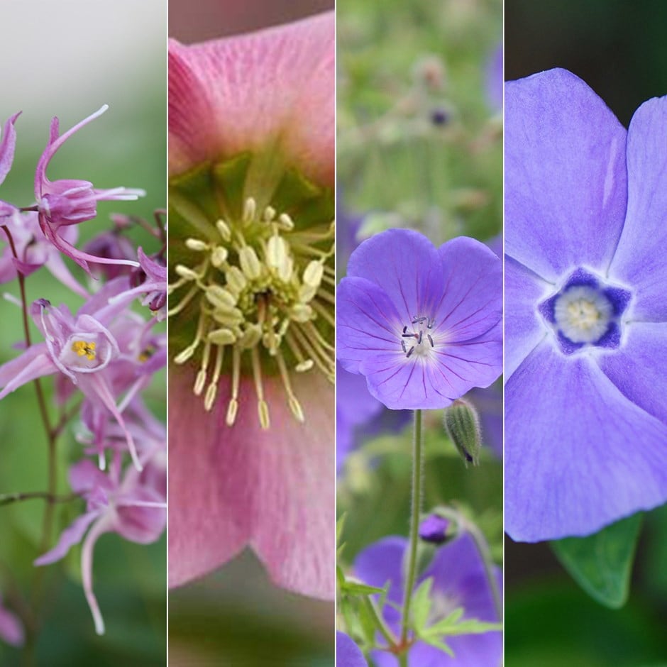 Pink & purple dry shade plant combination