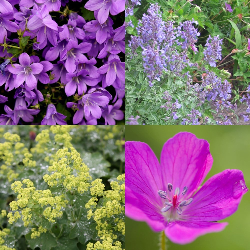 Purple haze weed-smothering mini-border collection