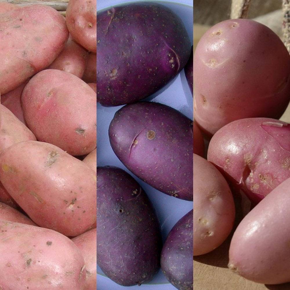 Sarpo blight resistant potato collection