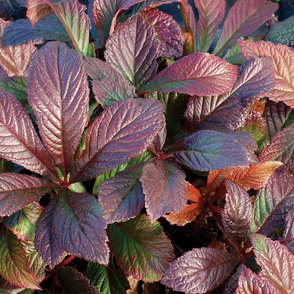 <i>Rodgersia</i> 'Bronze Peacock'