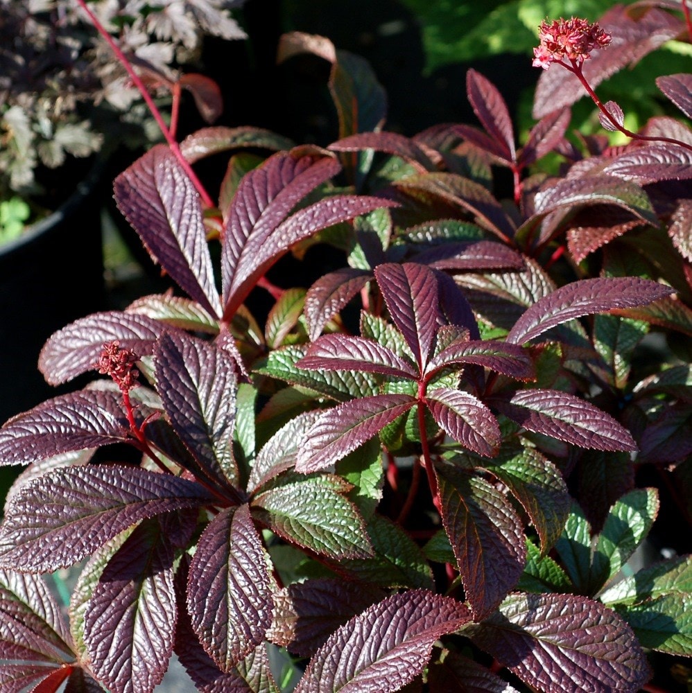 <i>Rodgersia</i> 'Bronze Peacock'