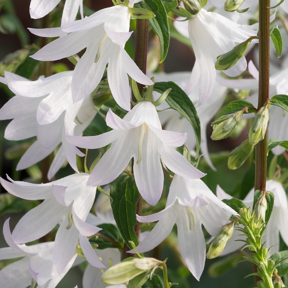 Product options image