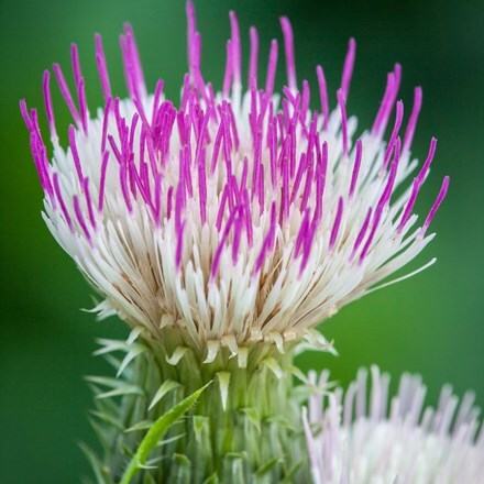 Picture of Cirsium heterophyllum Pink Blush