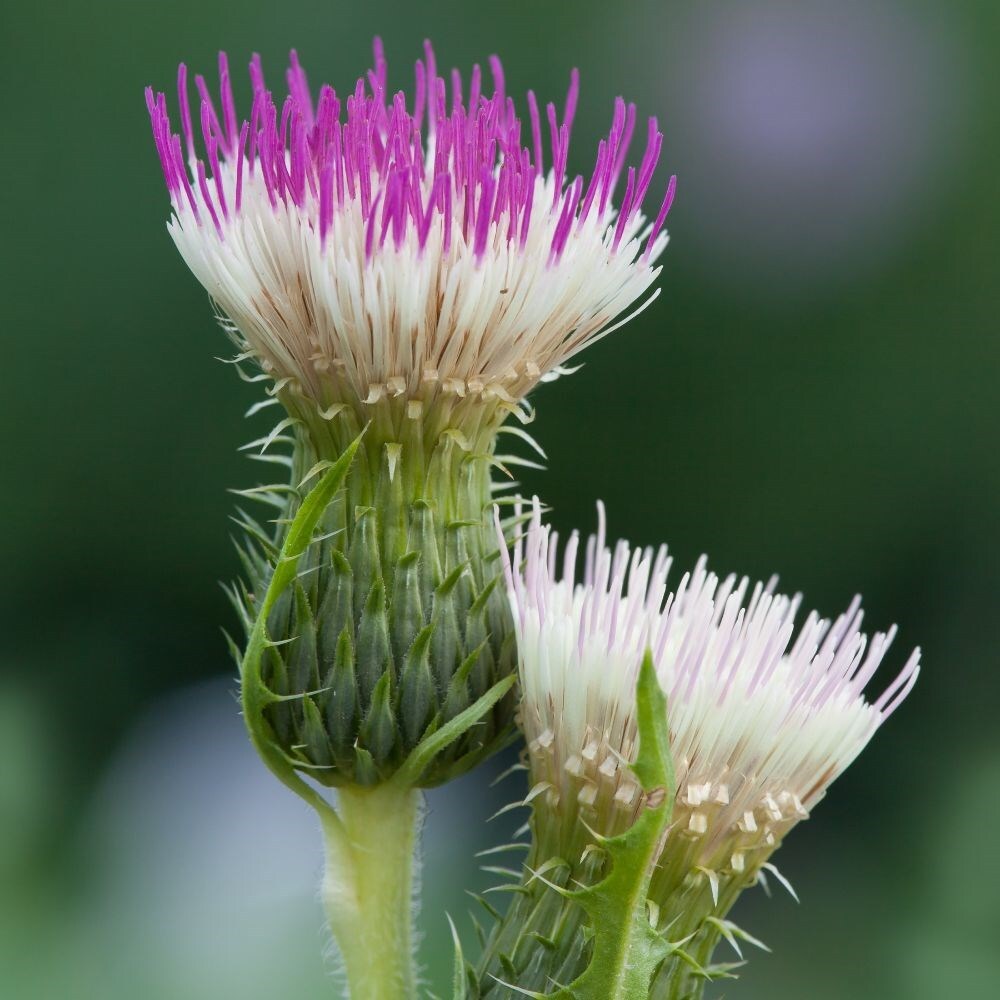 Buy brook thistle Cirsium heterophyllum Pink Blush £7.99 Delivery by