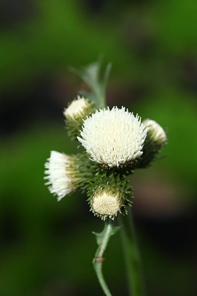 Cirsium rivulare Frosted Magic ('Lowcir') (PBR)