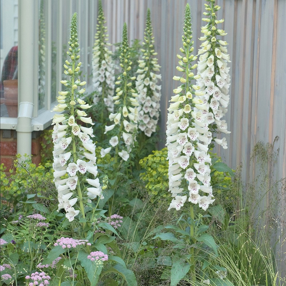 Product options image