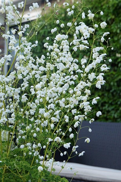 Buy meadow rue Thalictrum delavayi Splendide White ...