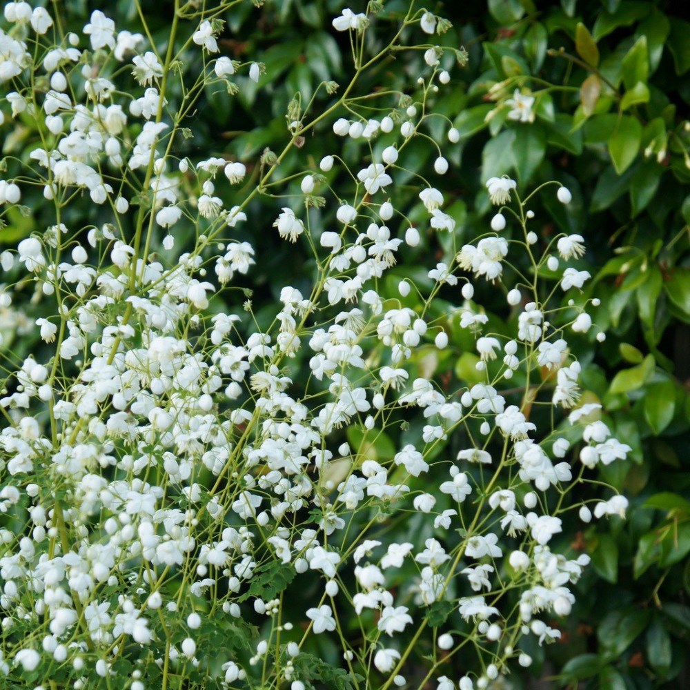 <i>Thalictrum</i> <b class=small-caps>Splendide White</b> ('Fr21034') (PBR)