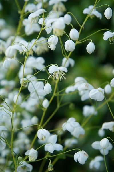Thalictrum Splendide White ('Fr21034') (PBR)