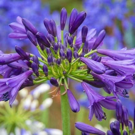 Picture of Agapanthus Purple Delight