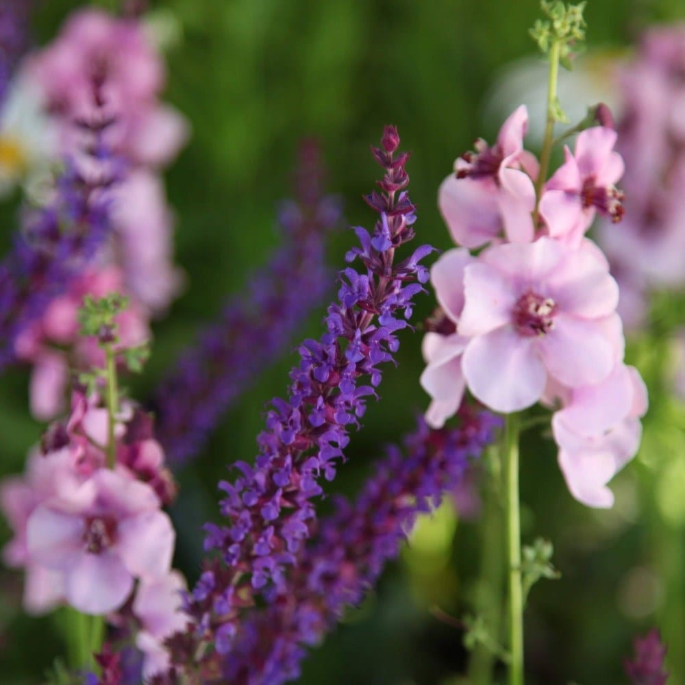<i>Verbascum</i> 'Lavender Lass'