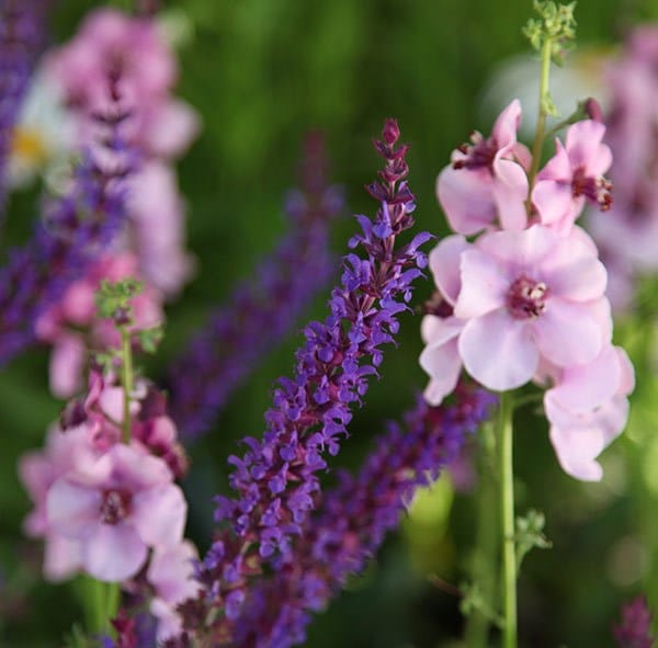 Verbascum Lavender Lass