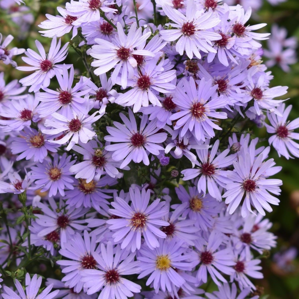 <i>Symphyotrichum</i> 'Little Carlow' (cordifolius hybrid)