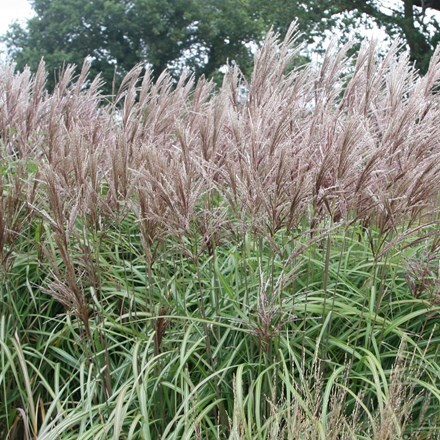 Picture of Miscanthus sinensis Malepartus