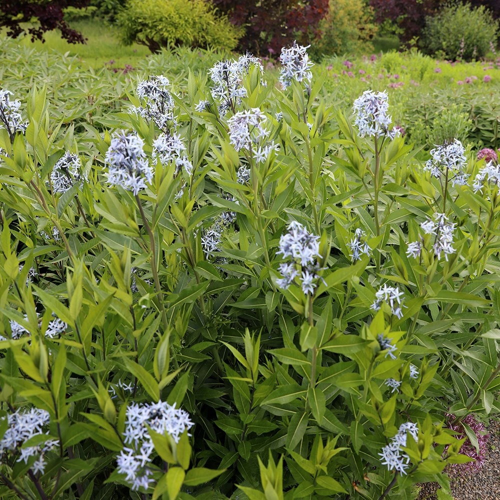 Product options image