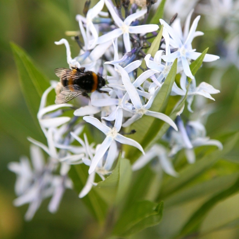 <i>Amsonia tabernaemontana</i> var. <i>salicifolia</I>
