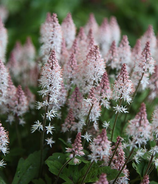 Buy foam flower Tiarella Spring Symphony (PBR): £8.99 Delivery by Crocus