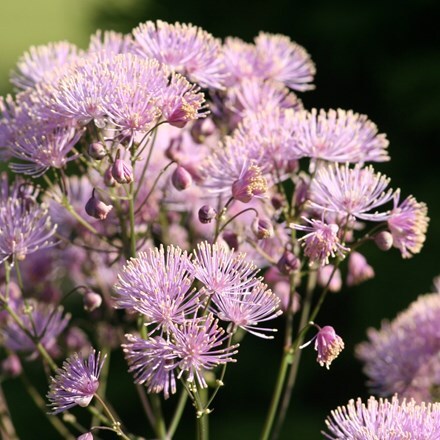 Picture of Thalictrum aquilegiifolium