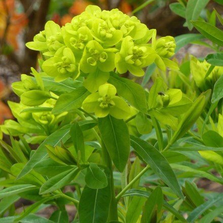 Picture of Euphorbia palustris Walenburg's Glorie