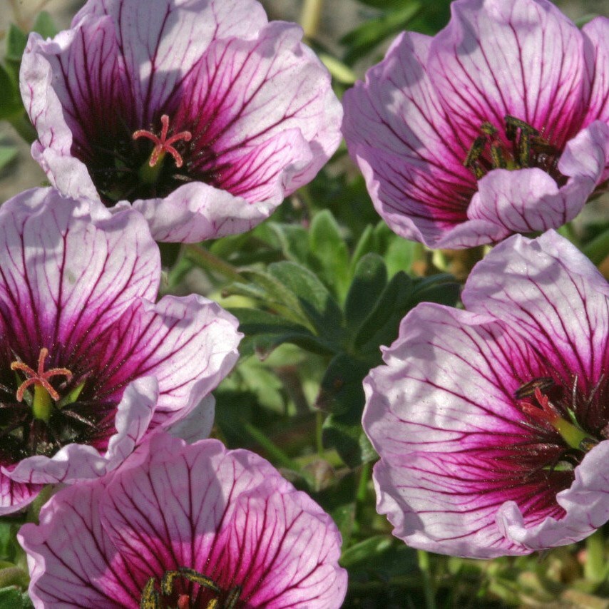 Buy geranium Geranium (Cinereum Group) Thumbling Hearts (PBR) £6.99