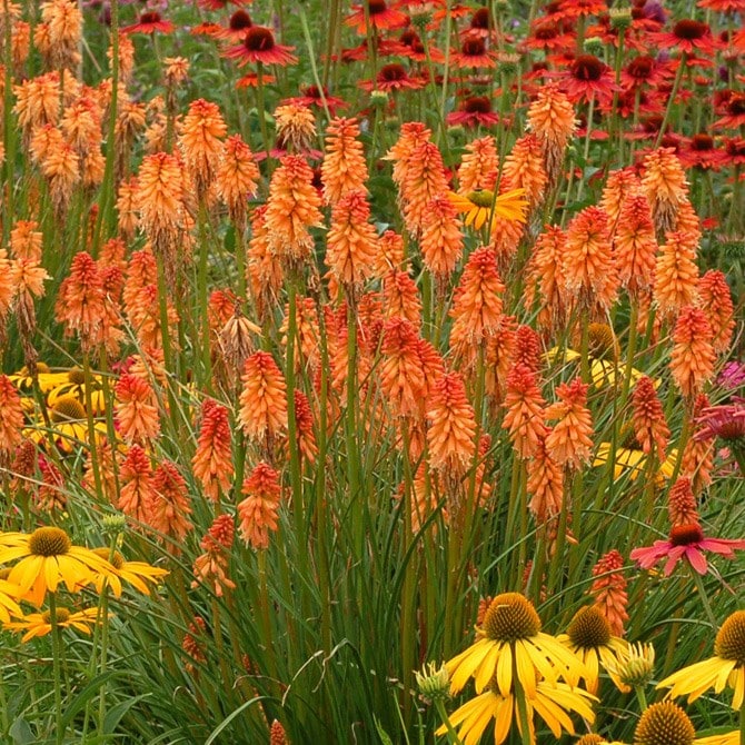 <i>Kniphofia</i> <b class=small-caps>Ember Glow</b> ('Tneg') (PBR) (Glow Series)