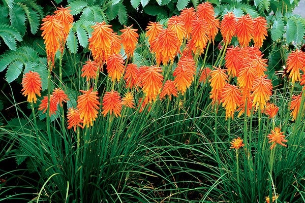 <i>Kniphofia</i> <b class=small-caps>Ember Glow</b> ('Tneg') (PBR) (Glow Series)