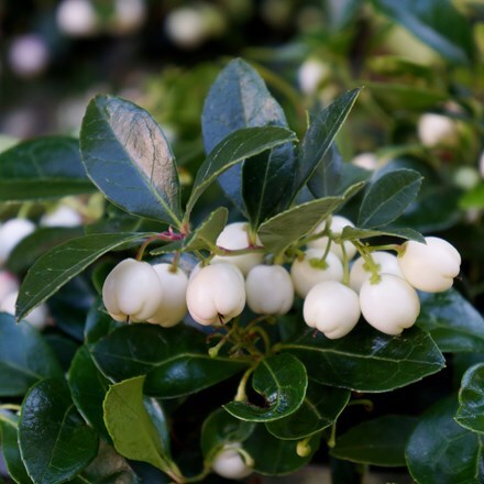 Picture of Gaultheria procumbens Gaulthier Pearl ('SpecGP11') (PBR)
