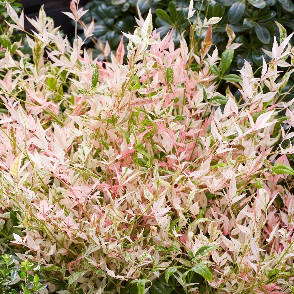 <I>Nandina domestica</i> 'Twilight' (PBR)