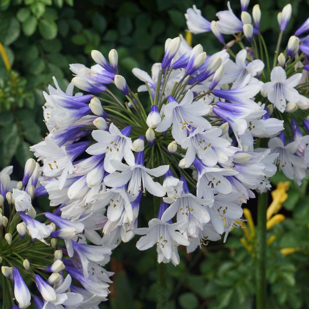 Agapanthus Twister ('Ambic001') (PBR)