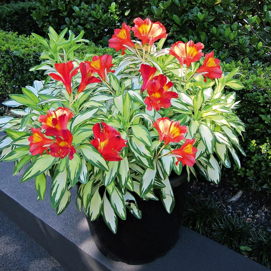 Buy Peruvian lily Alstroemeria Rock 'n' Roll ('Alsdun01') (PBR) £11.99