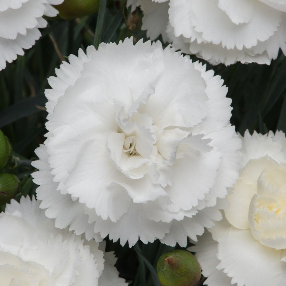 <i>Dianthus</i> 'Haytor White'