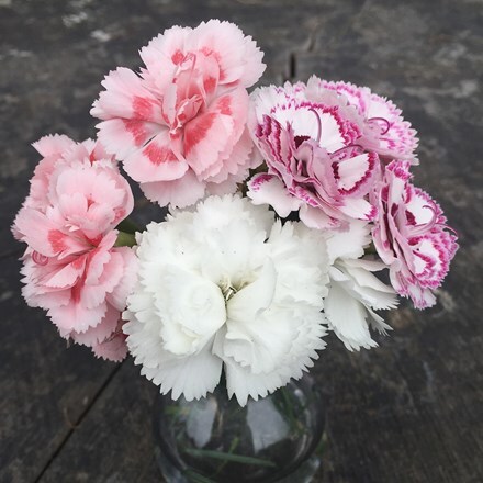 Picture of Award-winning dianthus collection