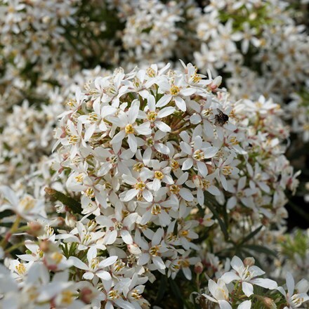 Choisya × dewitteana White Dazzler ('Londaz') (PBR)