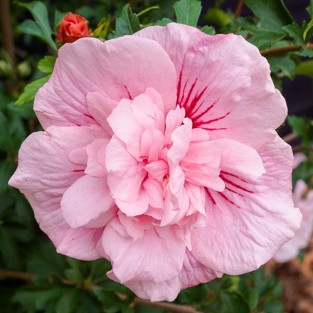 Hibiscus syriacus Pink Chiffon ('Jwnwood4') (PBR) (Chiffon Series)