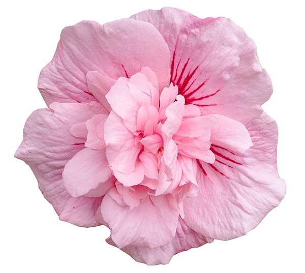 <i>Hibiscus syriacus</i> <b class=small-caps>Pink Chiffon</b> ('Jwnwood4') (PBR) (Chiffon Series)
