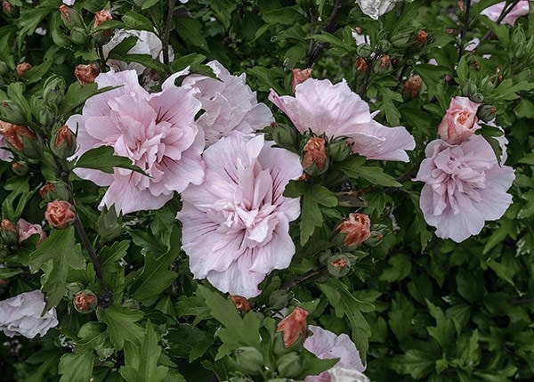 <i>Hibiscus syriacus</i> <b class=small-caps>Pink Chiffon</b> ('Jwnwood4') (PBR) (Chiffon Series)