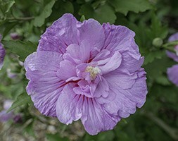 pbr syriacus hollyhock