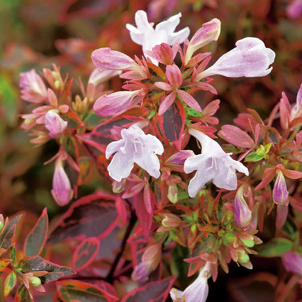 <i>Abelia</i> × <i>grandiflora</i> <b class=small-caps>Sunshine Daydream</b> ('Abelops') (PBR)
