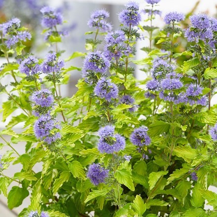 Picture of Caryopteris × clandonensis Hint of Gold ('Lisaura') (PBR)