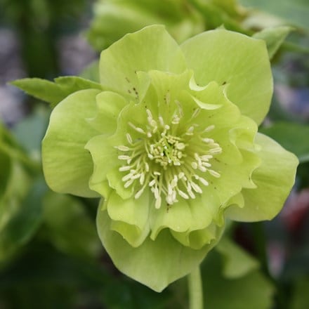 Helleborus × hybridus Double Ellen Green
