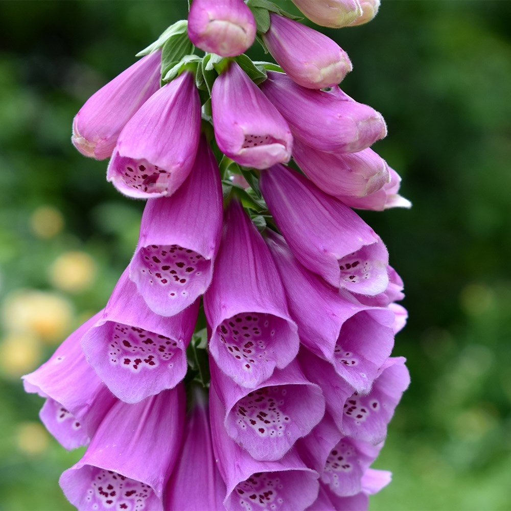 <i>Digitalis purpurea</i> 