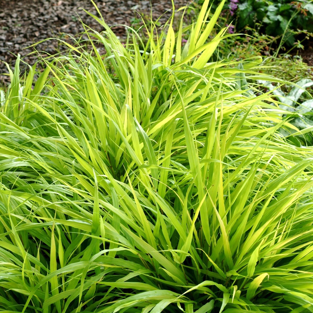 Hakonechloa macra deals