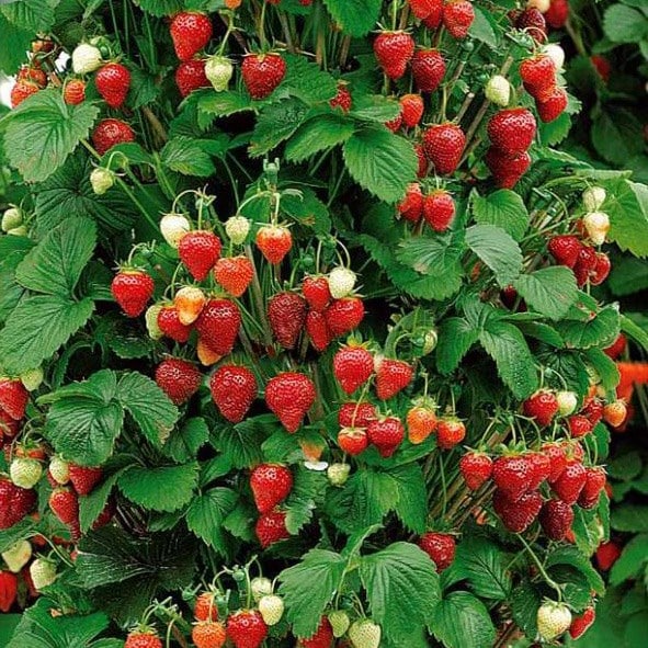 strawberry climbing 'Mount Everest'